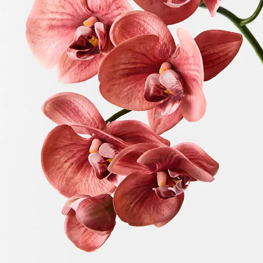 Orchid Phalaenopsis Spray Watermelon  Pink 92cm Pack of 12