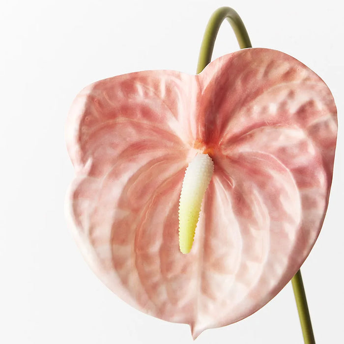 Anthurium Blush Pink 58cm Pack of 12