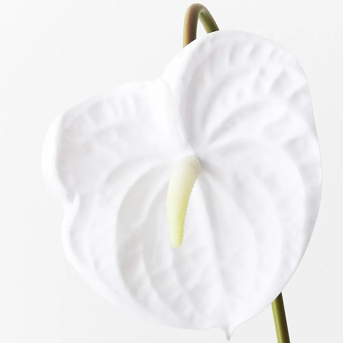 Anthurium Winter White 58cm Pack of 12