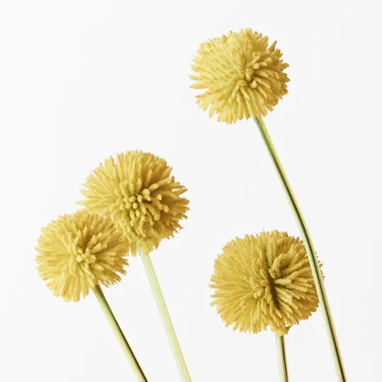 Billy Button Bundle Yellow 48cm - Pack of 12