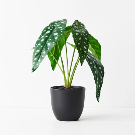 Begonia Maculata Plant Green 28cm - Pack of 6