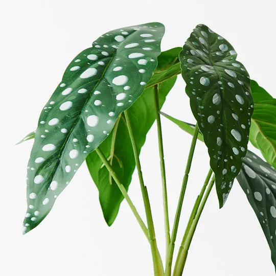 Begonia Maculata Plant Green 28cm - Pack of 6
