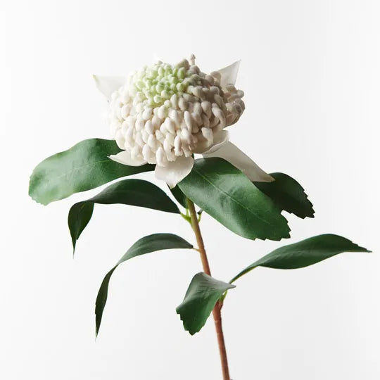 Waratah White 69cm - Pack of 12