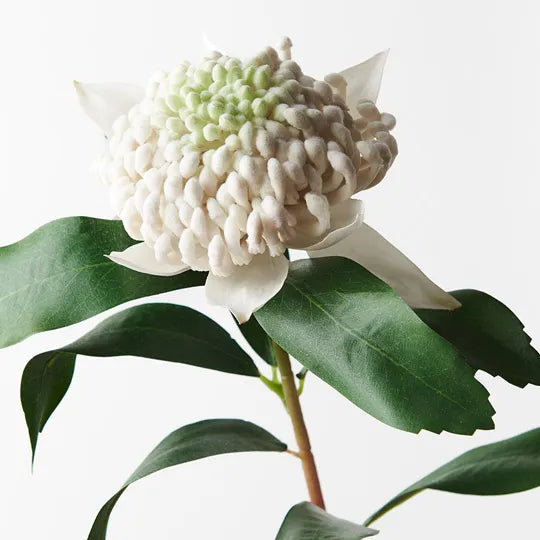 Waratah White 69cm - Pack of 12