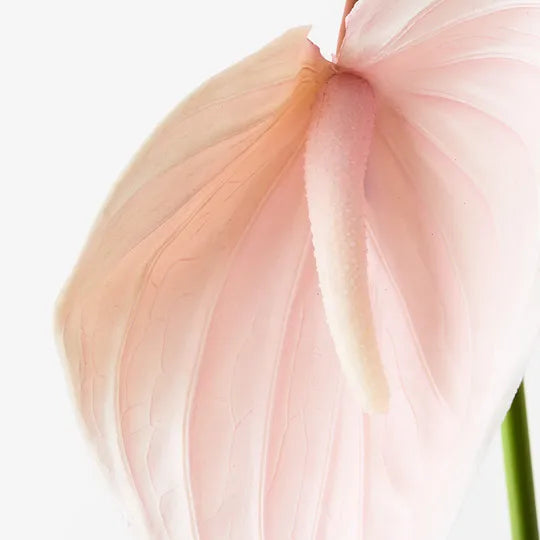 Anthurium Soft Pink 74cm Pack of 12