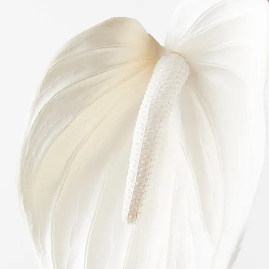 Anthurium Winter White 74cm Pack of 12