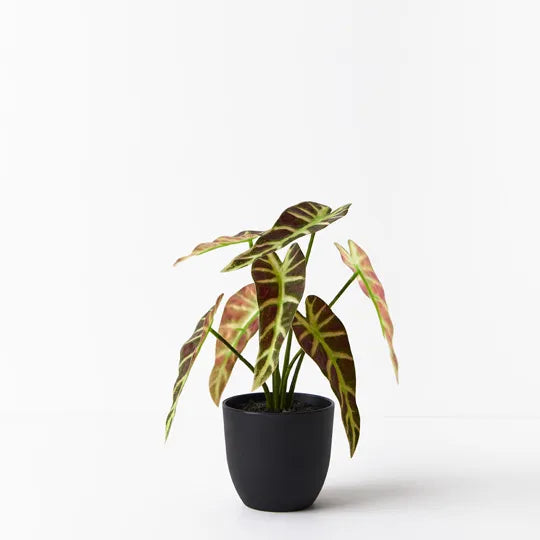 Alocasia Plant Green Burgundy 27cm - Pack of 6