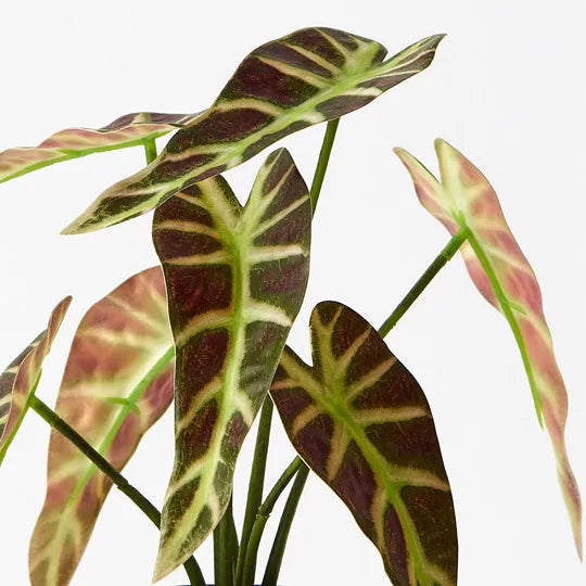 Alocasia Plant Green Burgundy 27cm - Pack of 6