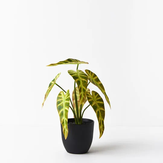 Alocasia Plant Yellow  Green 27cm - Pack of 6