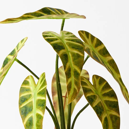 Alocasia Plant Yellow  Green 27cm - Pack of 6