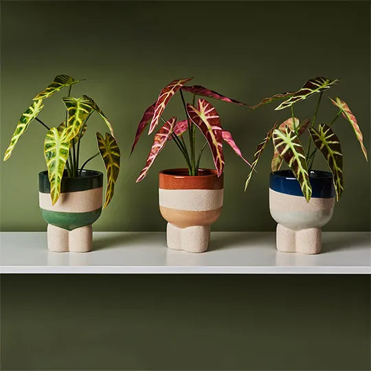 Alocasia Plant Burgundy 27cm - Pack of 6