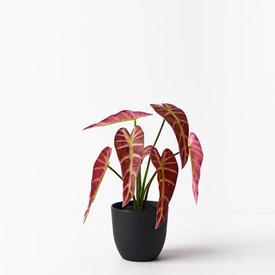 Alocasia Plant Burgundy 27cm - Pack of 6