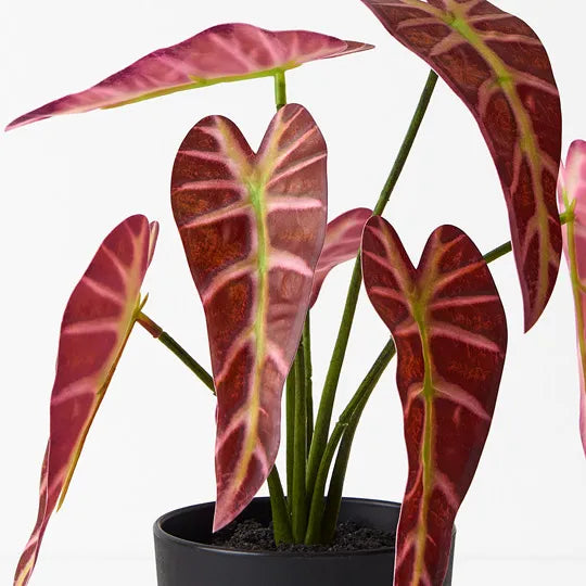 Alocasia Plant Burgundy 27cm - Pack of 6