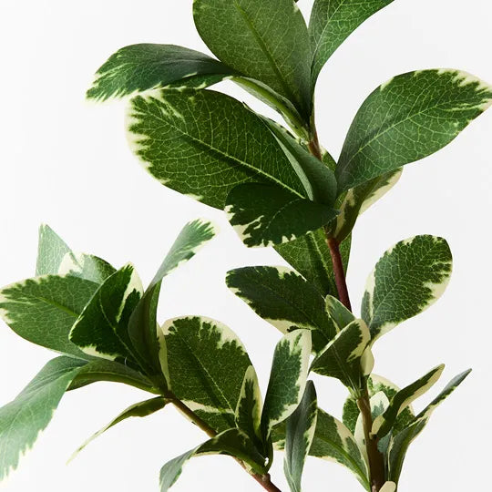 Pittosporum Leaf Spray Variegated 66cm - Pack of 12