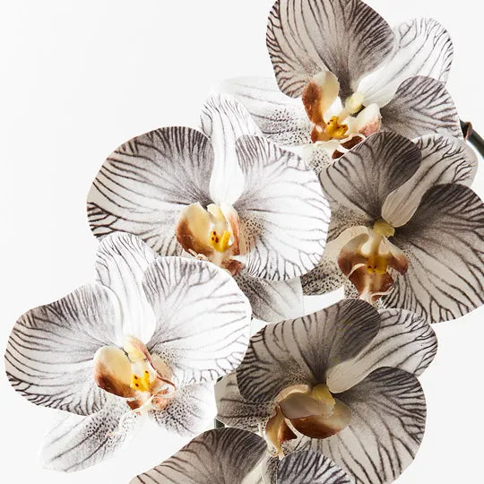 Orchid Phalaenopsis Infused White Black Set of 10