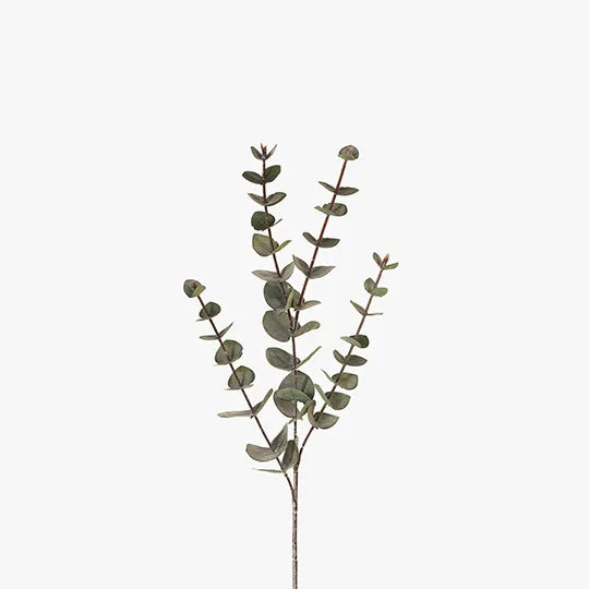 Eucalyptus Silver Dollar Dark Green 60cm - Pack of 24