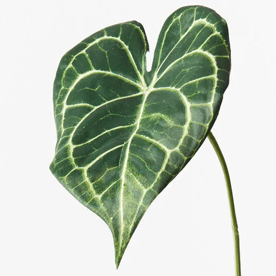 Syngonium Batik Leaf Green 42cm - Pack of 12