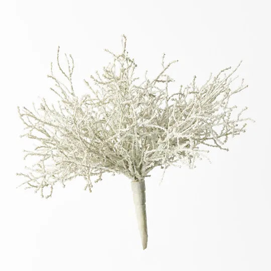 Santolina Bush Grey 21cm - Pack of 12