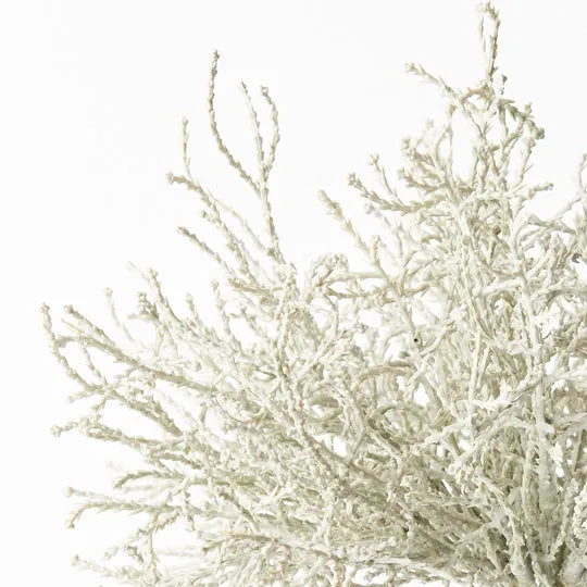 Santolina Bush Grey 21cm - Pack of 12