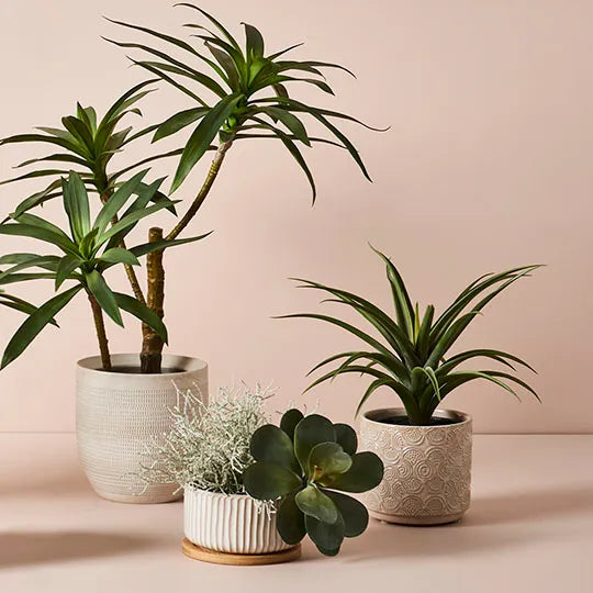 Santolina Bush Grey 21cm - Pack of 12