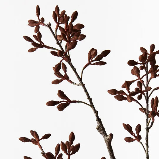 Simplex Seed  Spray Chocolate Brown 70cm Pack of 12