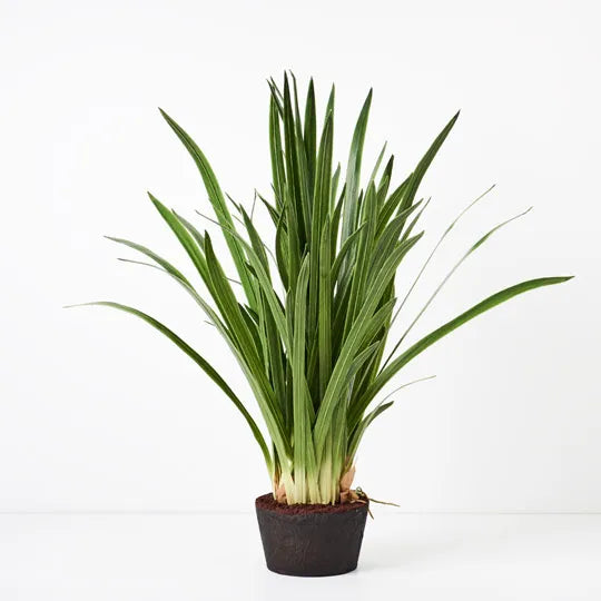 Orchid Cymbidium Leaf Plant Green 99cm