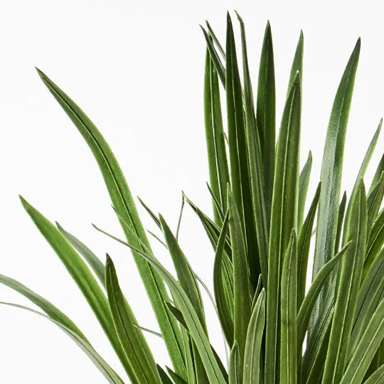 Orchid Cymbidium Leaf Plant Green 99cm