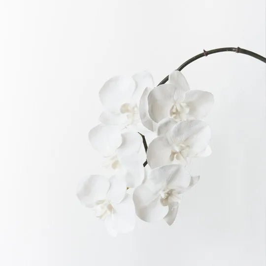 Orchid Phalaenopsis Infused Winter White 86cm Set of 12
