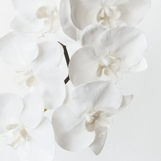 Orchid Phalaenopsis Infused Winter White 86cm Set of 12