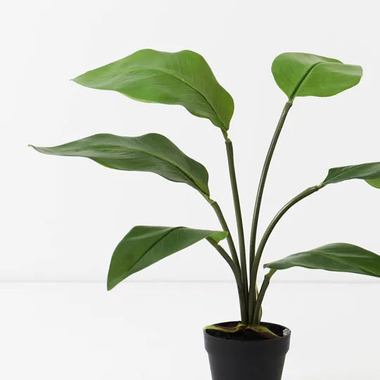 Bird of Paradise Plant Green 60cm Pack of 2