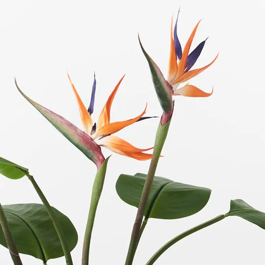 Bird of Paradise Plant Orange Green 100cm Pack of 2