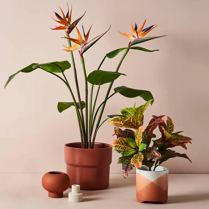 Bird of Paradise Plant Orange Green 100cm Pack of 2