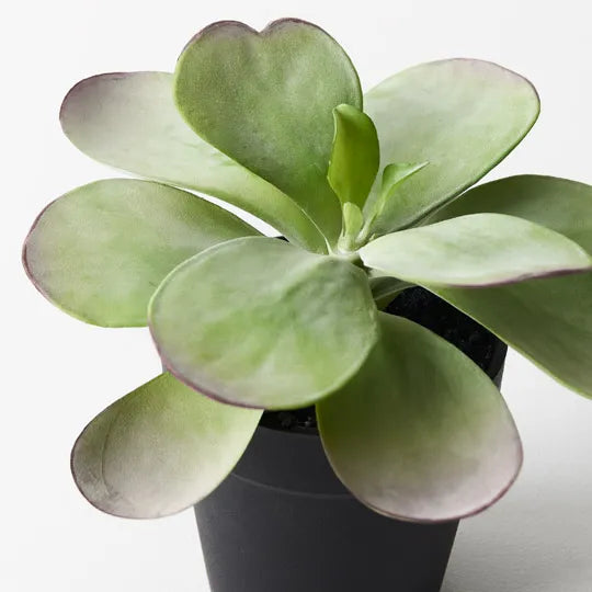 Kalanchoe Flapjack In Pot Green Burgundy 14cm Pack of 6