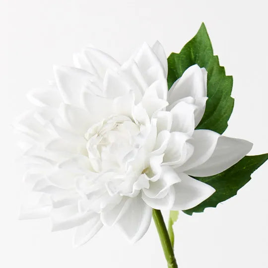 Dahlia White 54cm Set of 12