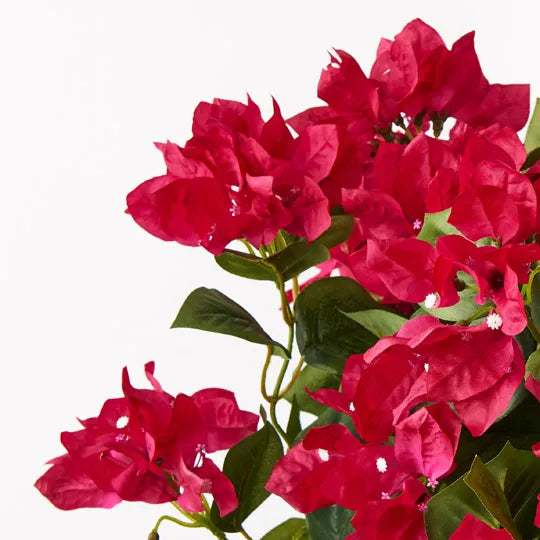 Bougainvillea Bush Fuschia 46cm Set of 6