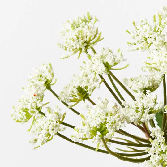 Queen Annes Lace Pick White 33cm Set of 24