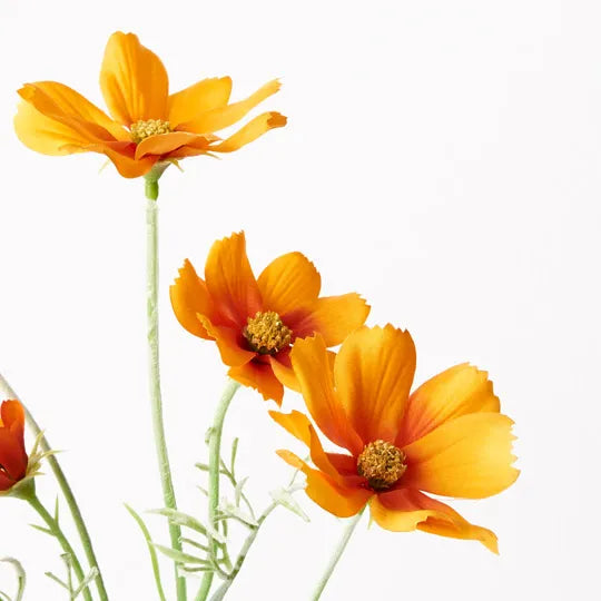 Cosmos Spray Orange 62cm Pack of 12