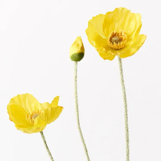 Poppy Iceland Spray Yellow 60cm Set of 12