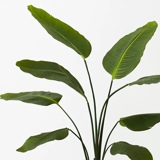 Bird of Paradise Plant Green 120cm Set of 2