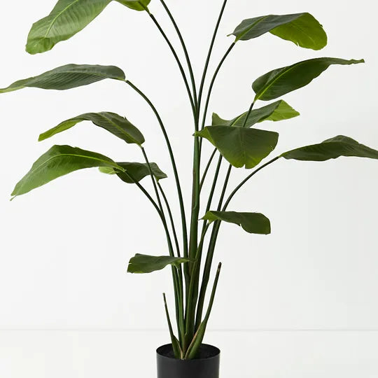 Bird of Paradise Plant Green 180cm Set of 2