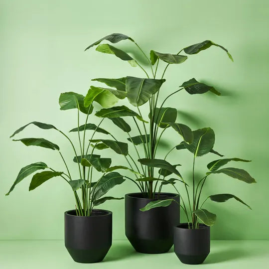 Bird of Paradise Plant Green 180cm Set of 2