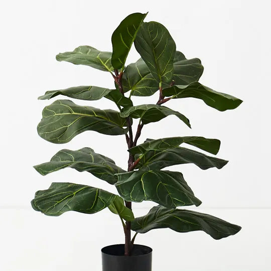 Fiddle Leaf Tree Green 70cm Set of 2