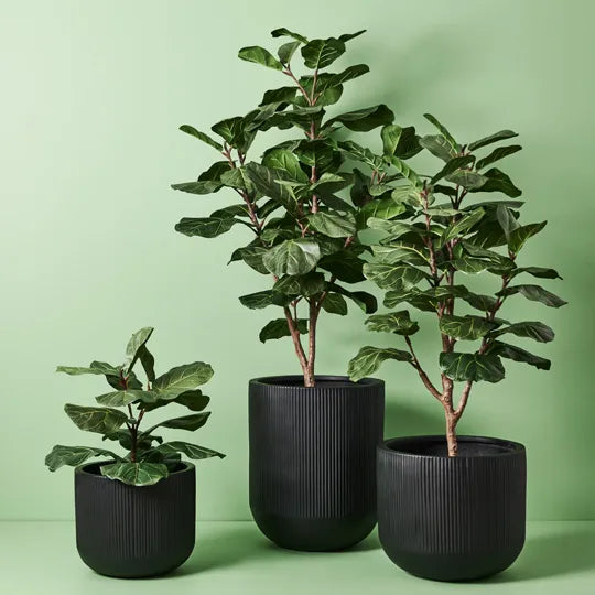 Fiddle Leaf Tree Green 70cm Set of 2