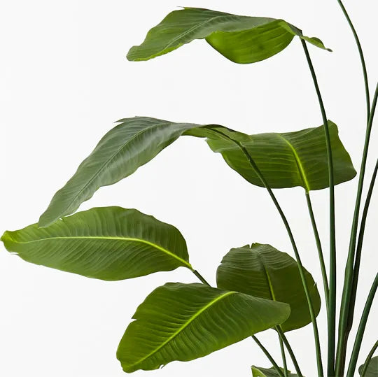 Bird of Paradise Plant Green 240cm Set of 2