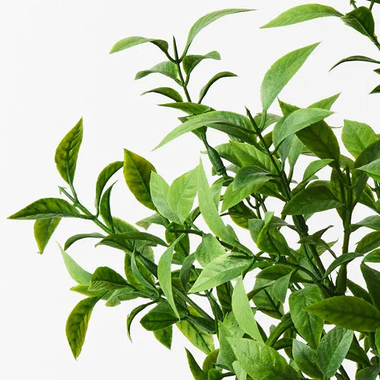 Ruscus Bush Green 43cm Set of 12