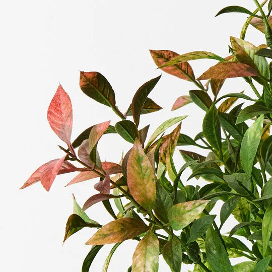 Ruscus Bush Red Green 43cm Set of 12