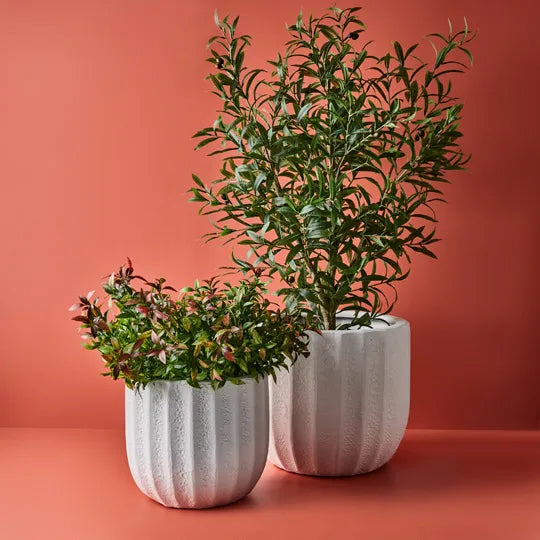 Ruscus Bush Red Green 43cm Set of 12