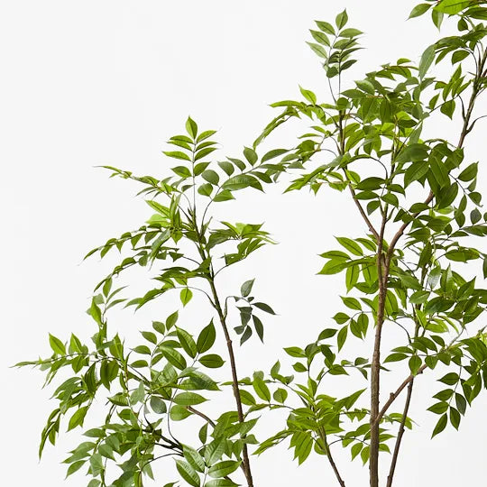 Japanese Lacquer Tree Green 210cm