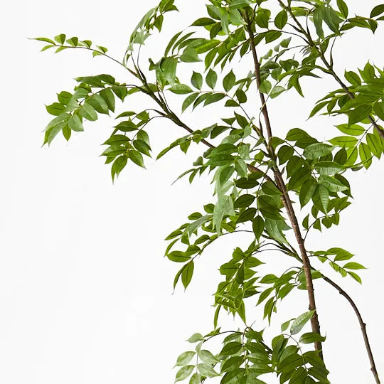Japanese Lacquer Tree Green 250cm