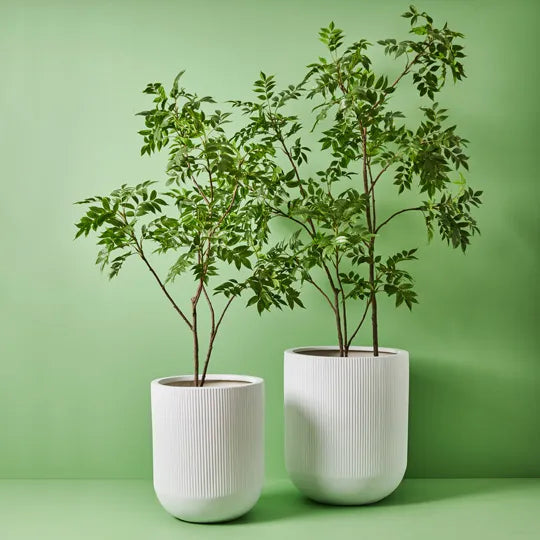 Japanese Lacquer Tree Green 180cm Set of 2